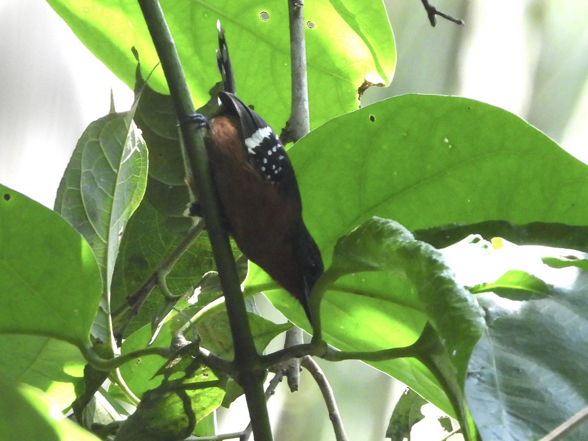 Dot-winged Antwren - ML645498564