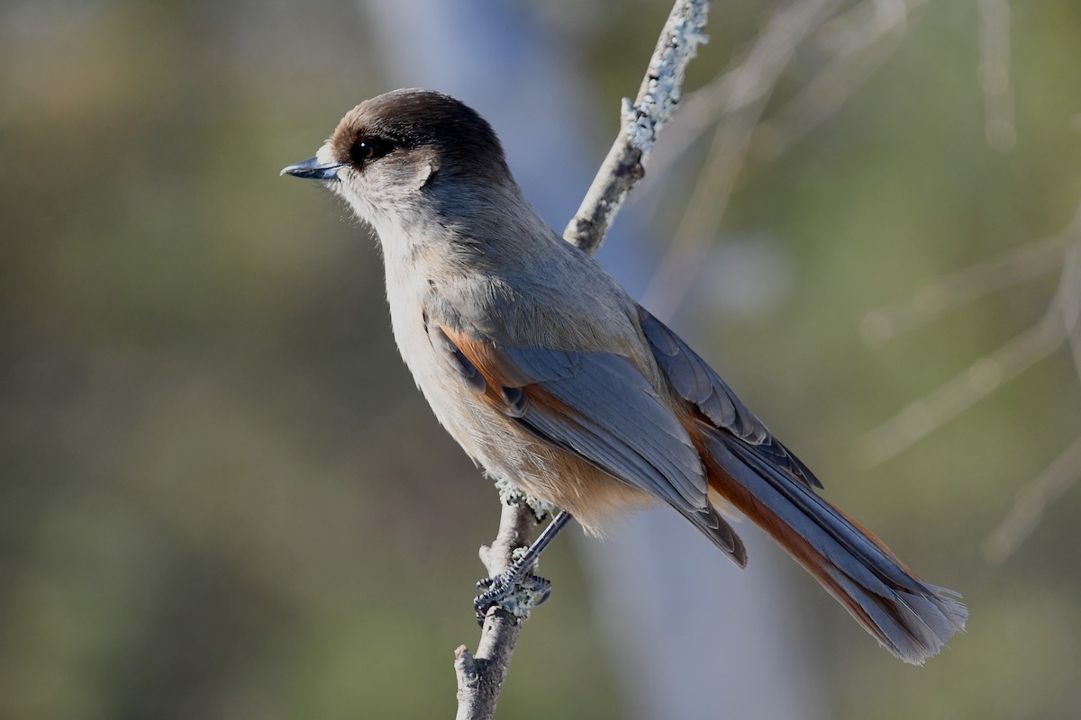 Siberian Jay - ML645498569