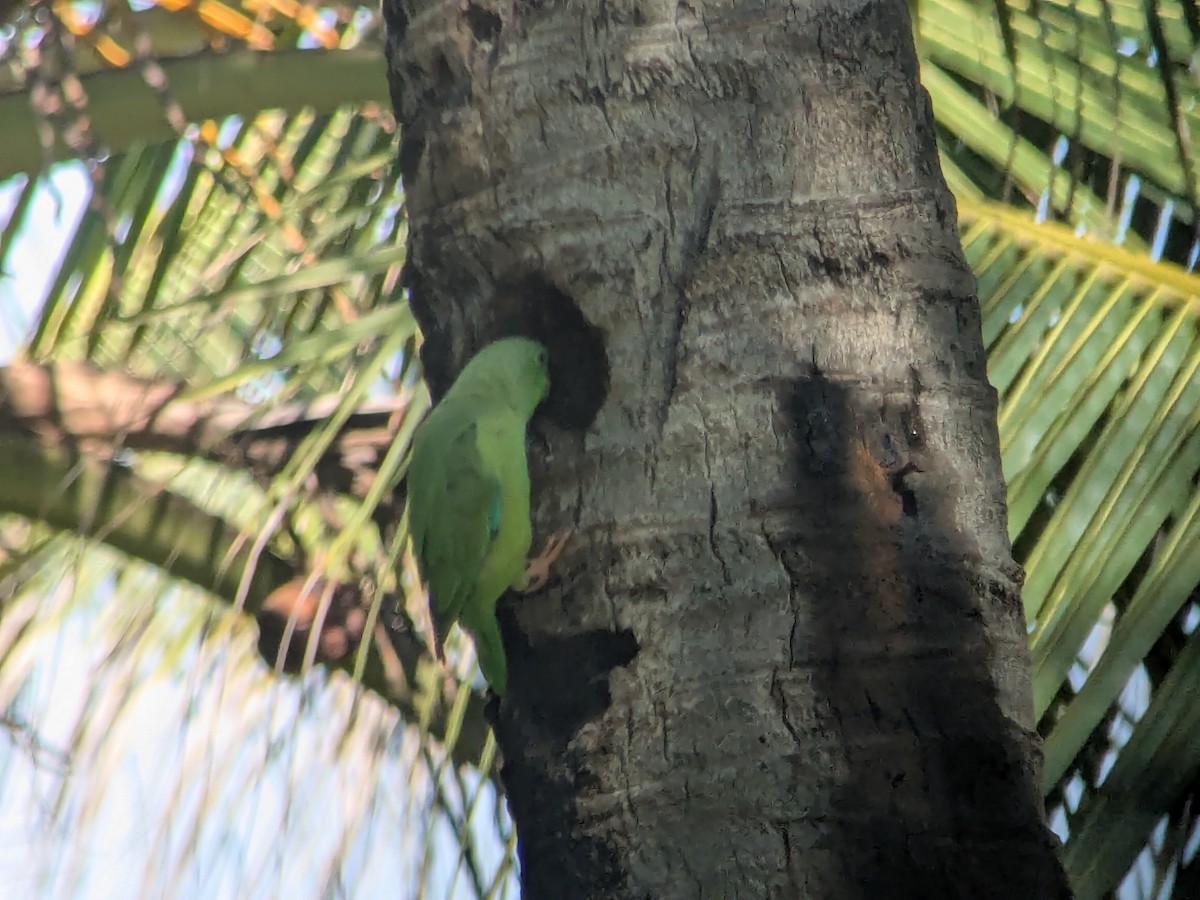 Cotorrita Aliturquesa - ML645498572