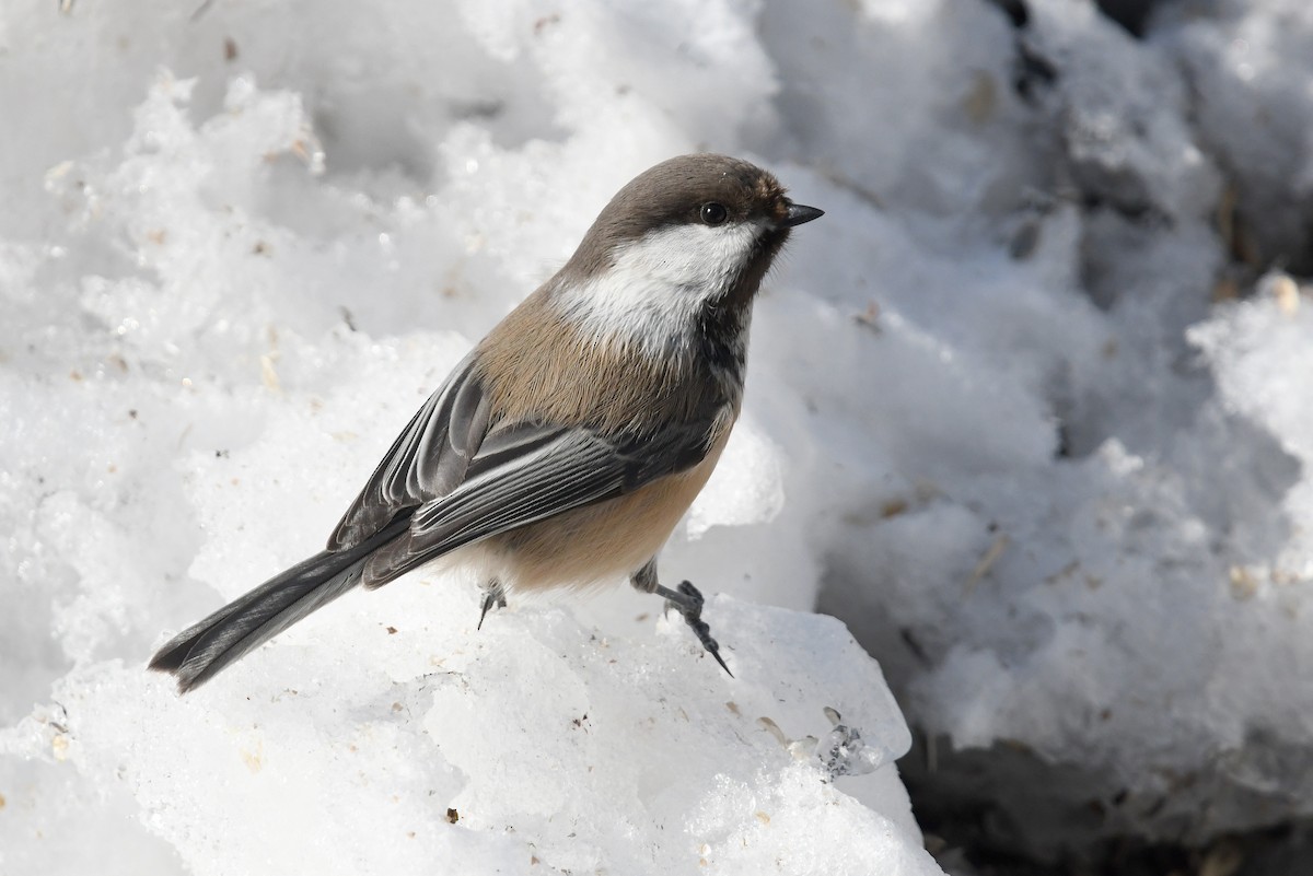 Gray-headed Chickadee - ML645498574