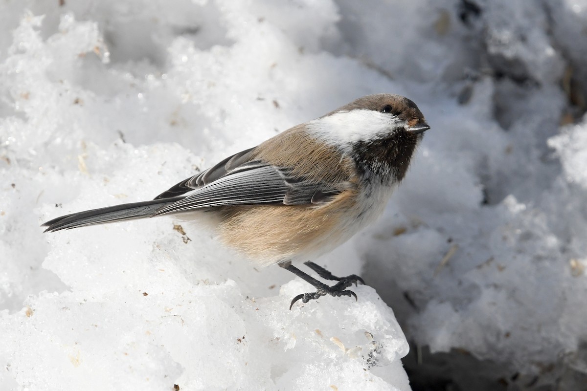 Gray-headed Chickadee - ML645498577