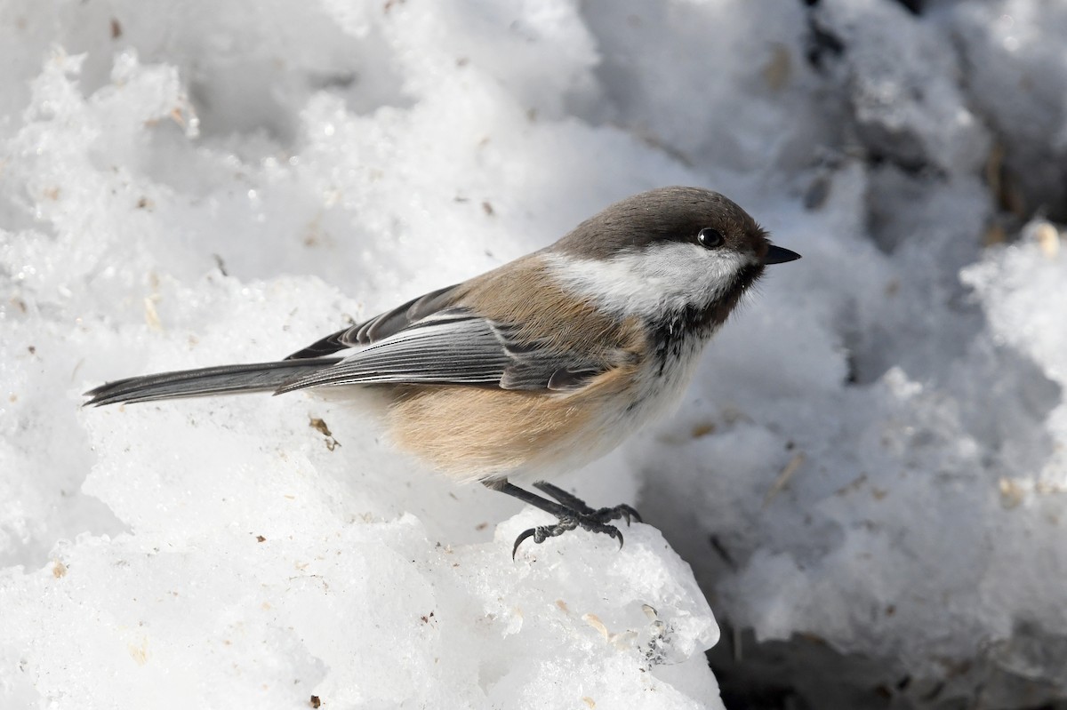 Gray-headed Chickadee - ML645498580