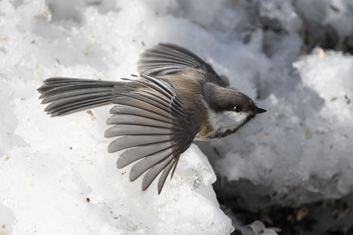 Gray-headed Chickadee - ML645498585