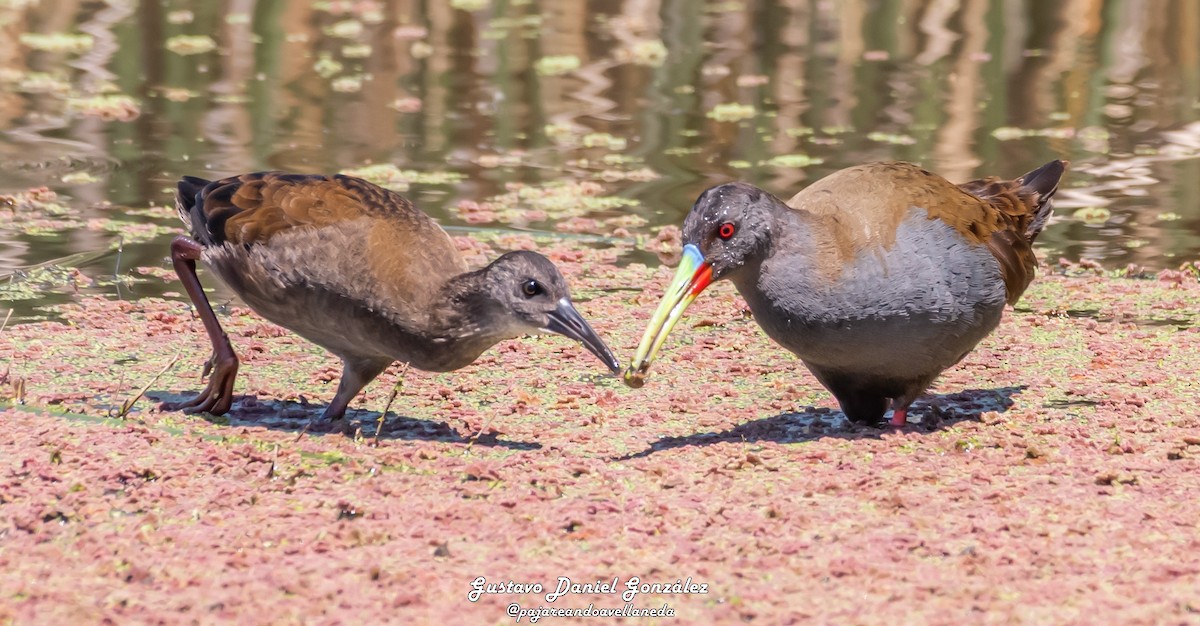 Plumbeous Rail - ML645498587