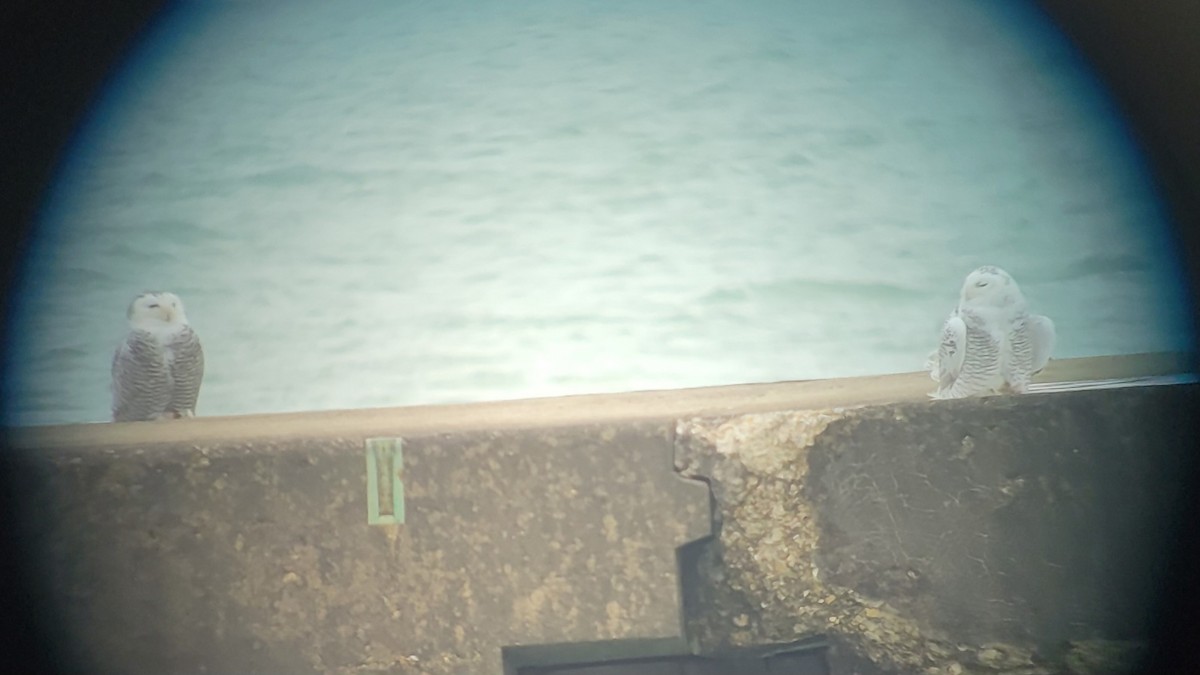 Snowy Owl - ML645498588