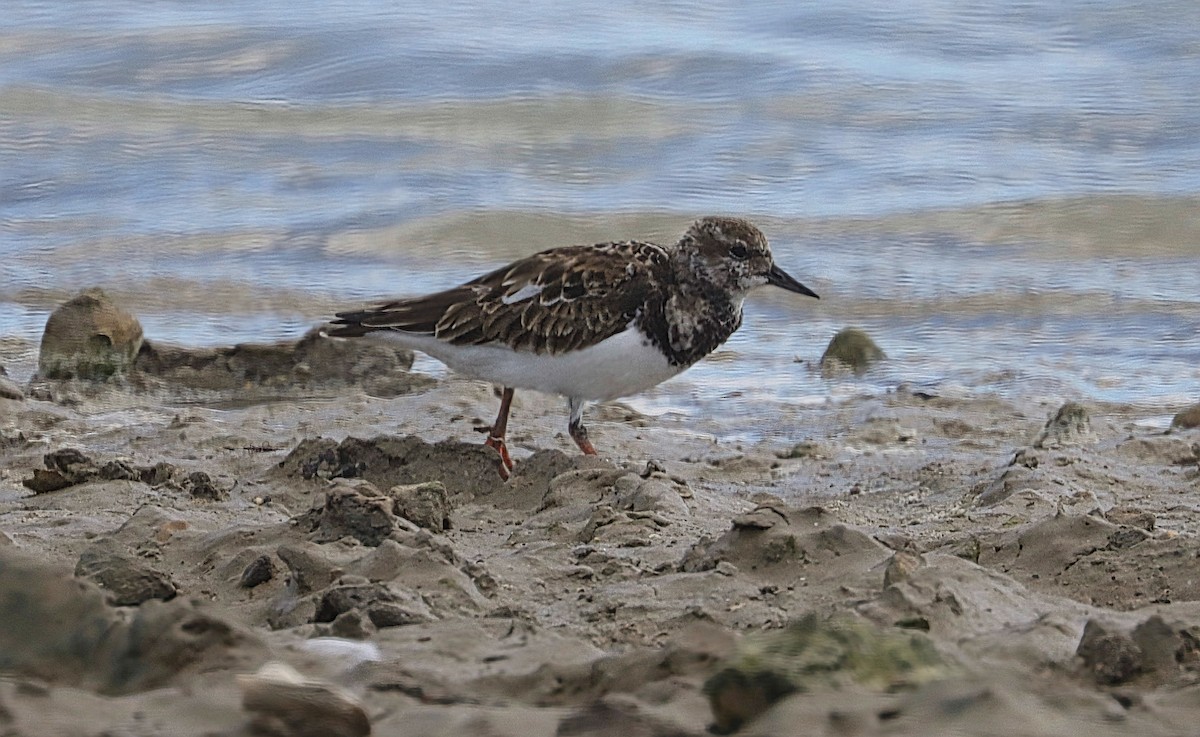 Ruddy Turnstone - ML645498591