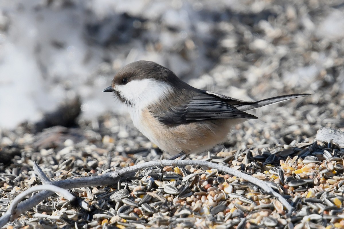 Gray-headed Chickadee - ML645498598
