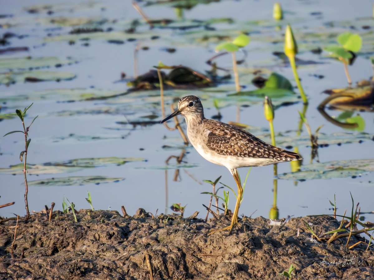 vodouš bahenní - ML645498600
