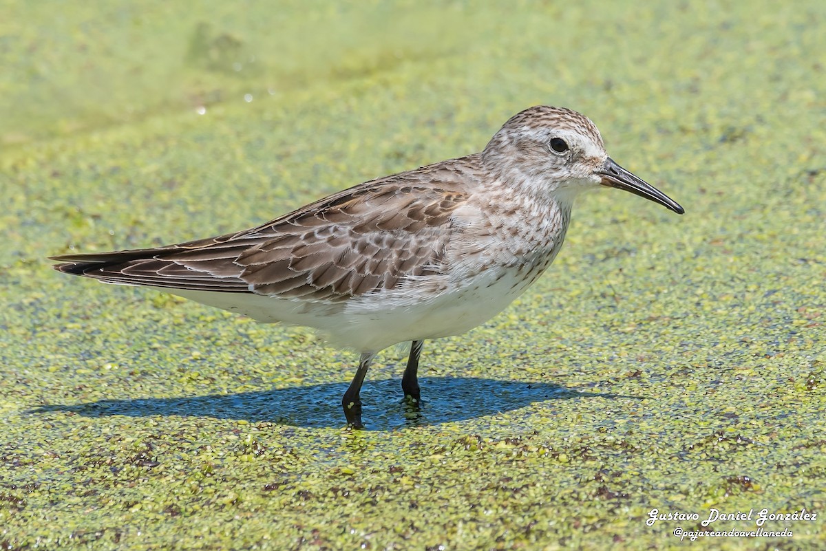 Weißbürzel-Strandläufer - ML645498606