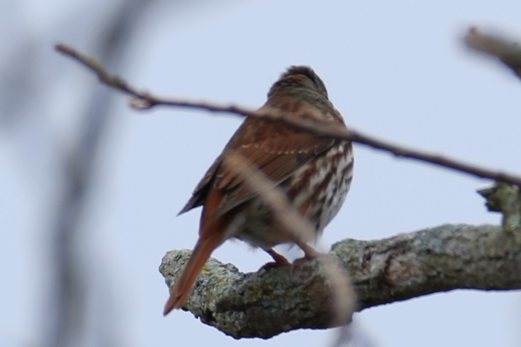 Fox Sparrow - ML645498612