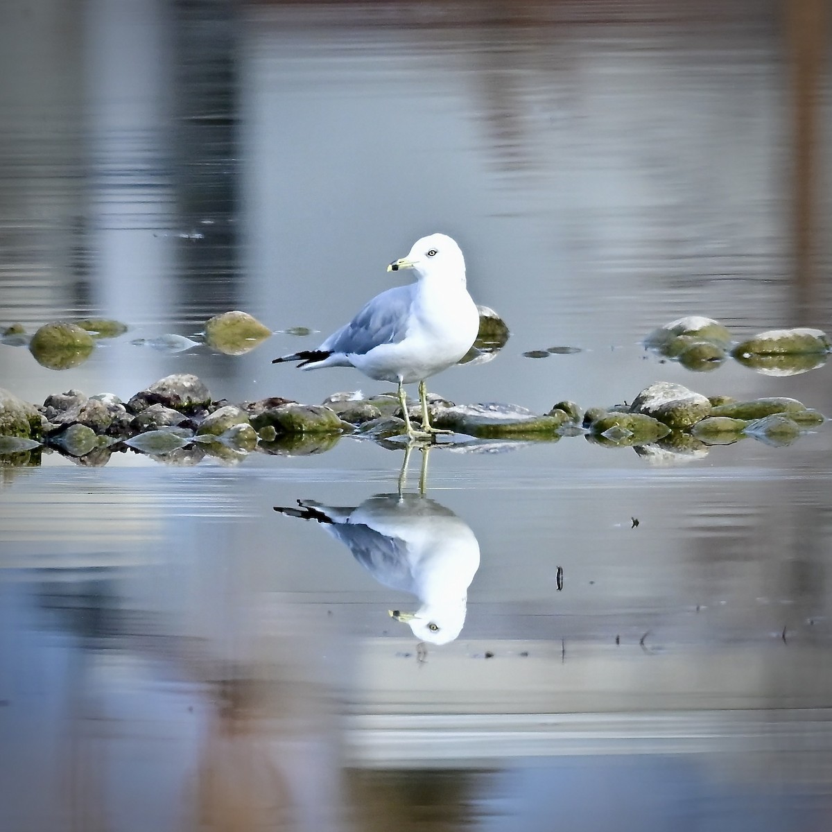 Ring-billed Gull - ML645498615