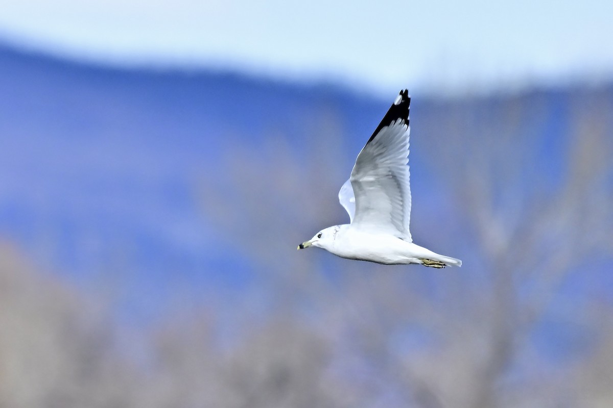 Ring-billed Gull - ML645498616