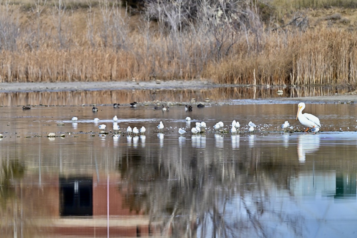 Ring-billed Gull - ML645498617