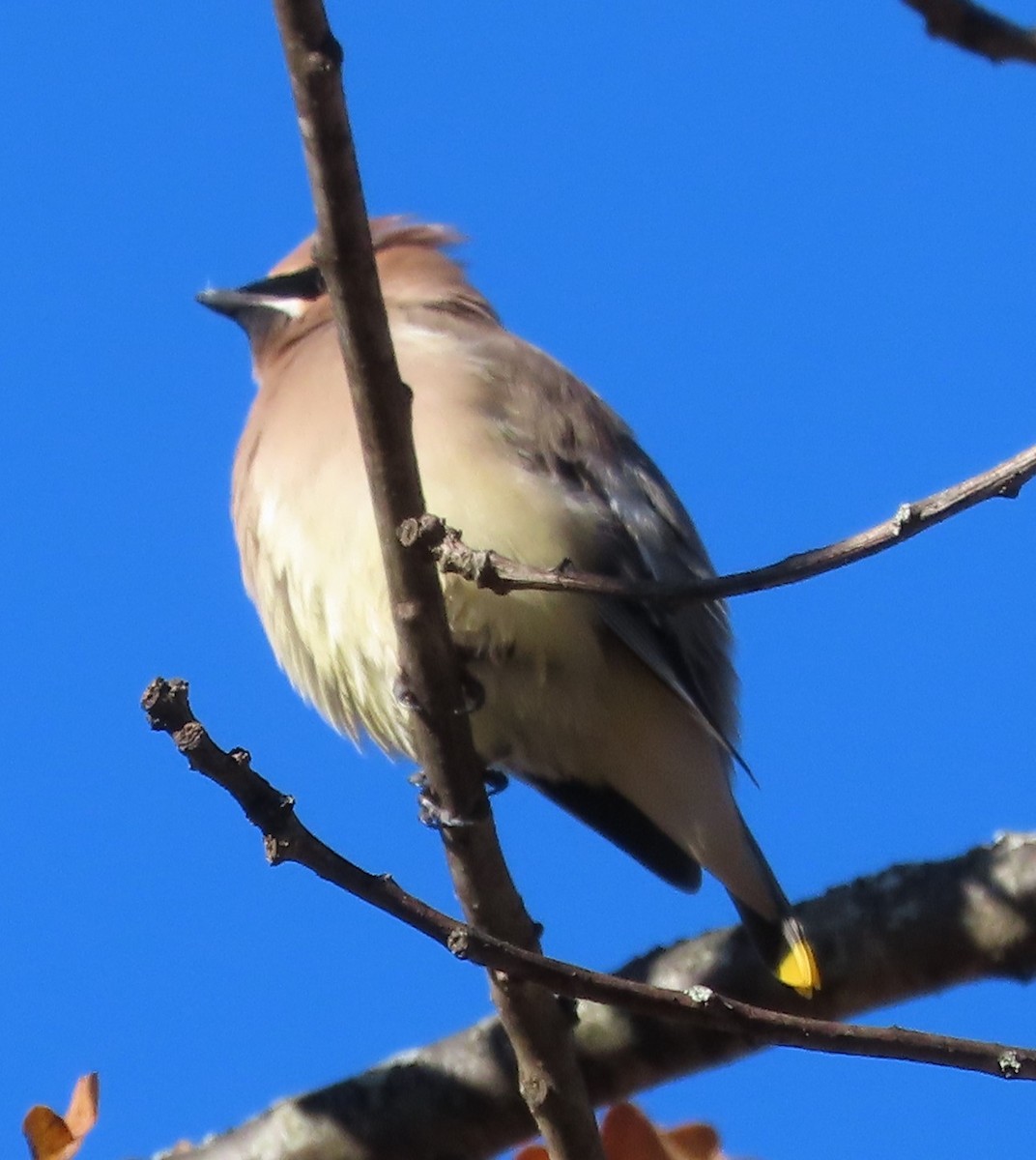 ヒメレンジャク - ML645498619