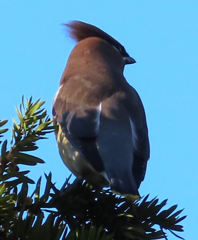 ヒメレンジャク - ML645498620