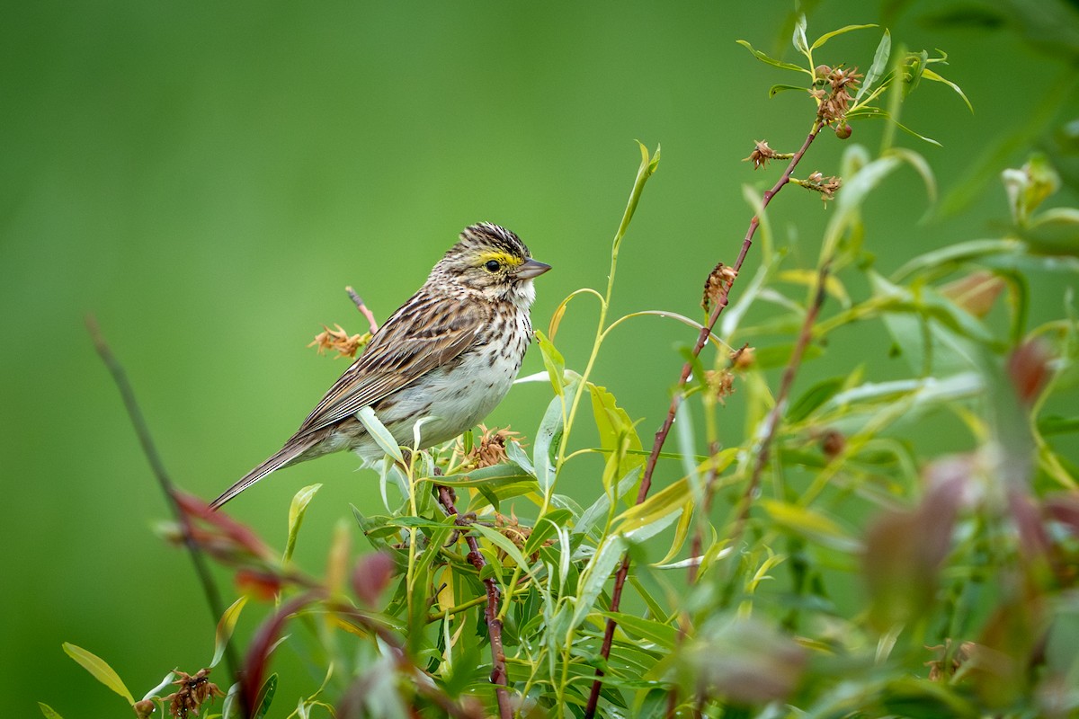 Savannah Sparrow - ML645498631