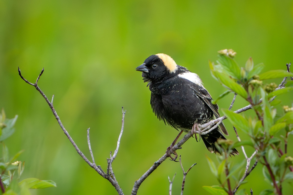 Bobolink - ML645498640