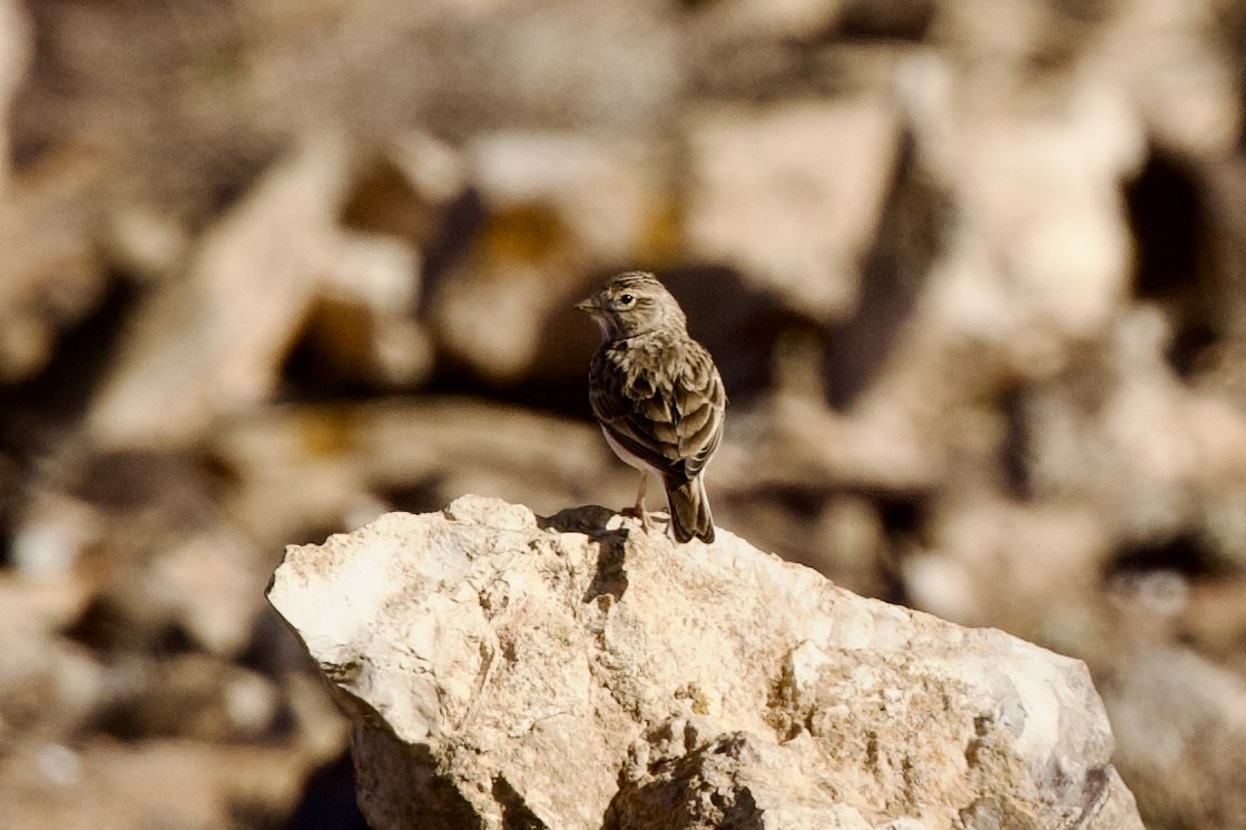 Alouette pispolette - ML645498649