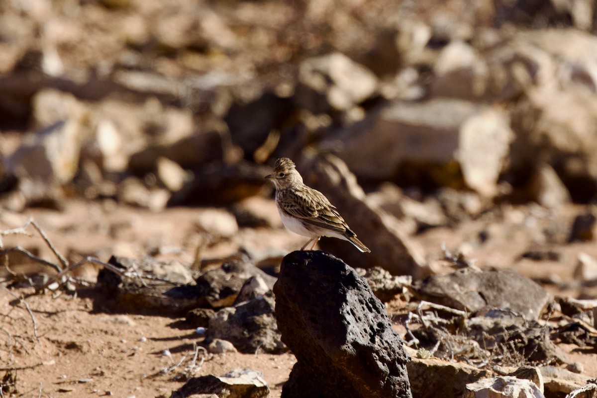 Alouette pispolette - ML645498650