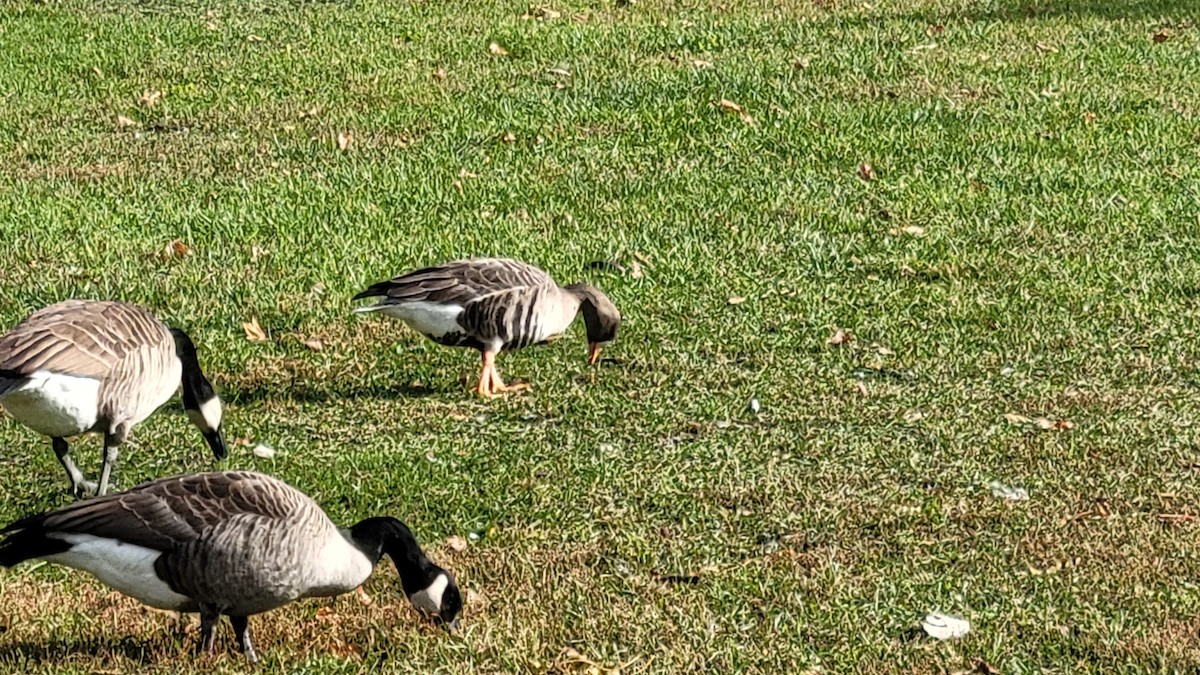 Greater White-fronted Goose - ML645498652