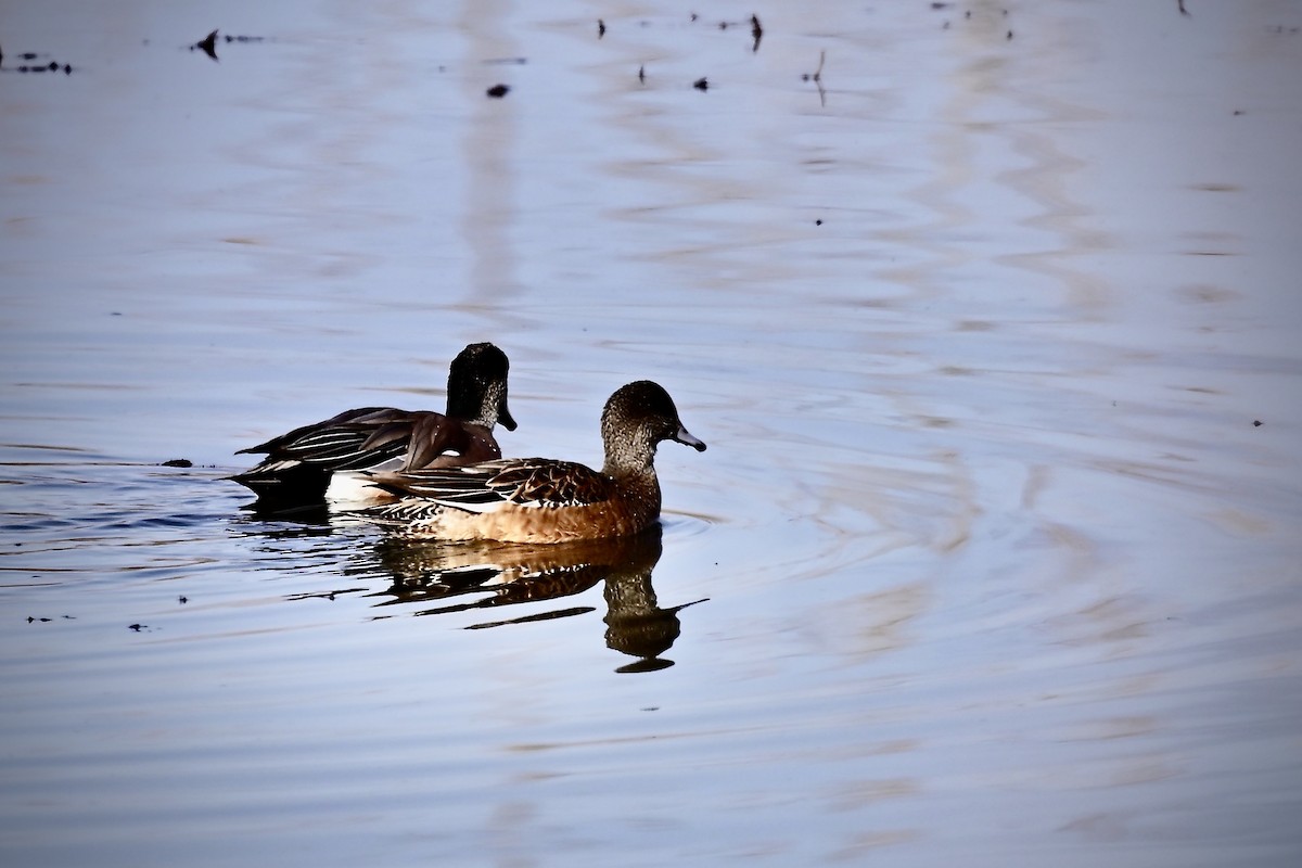American Wigeon - ML645498663