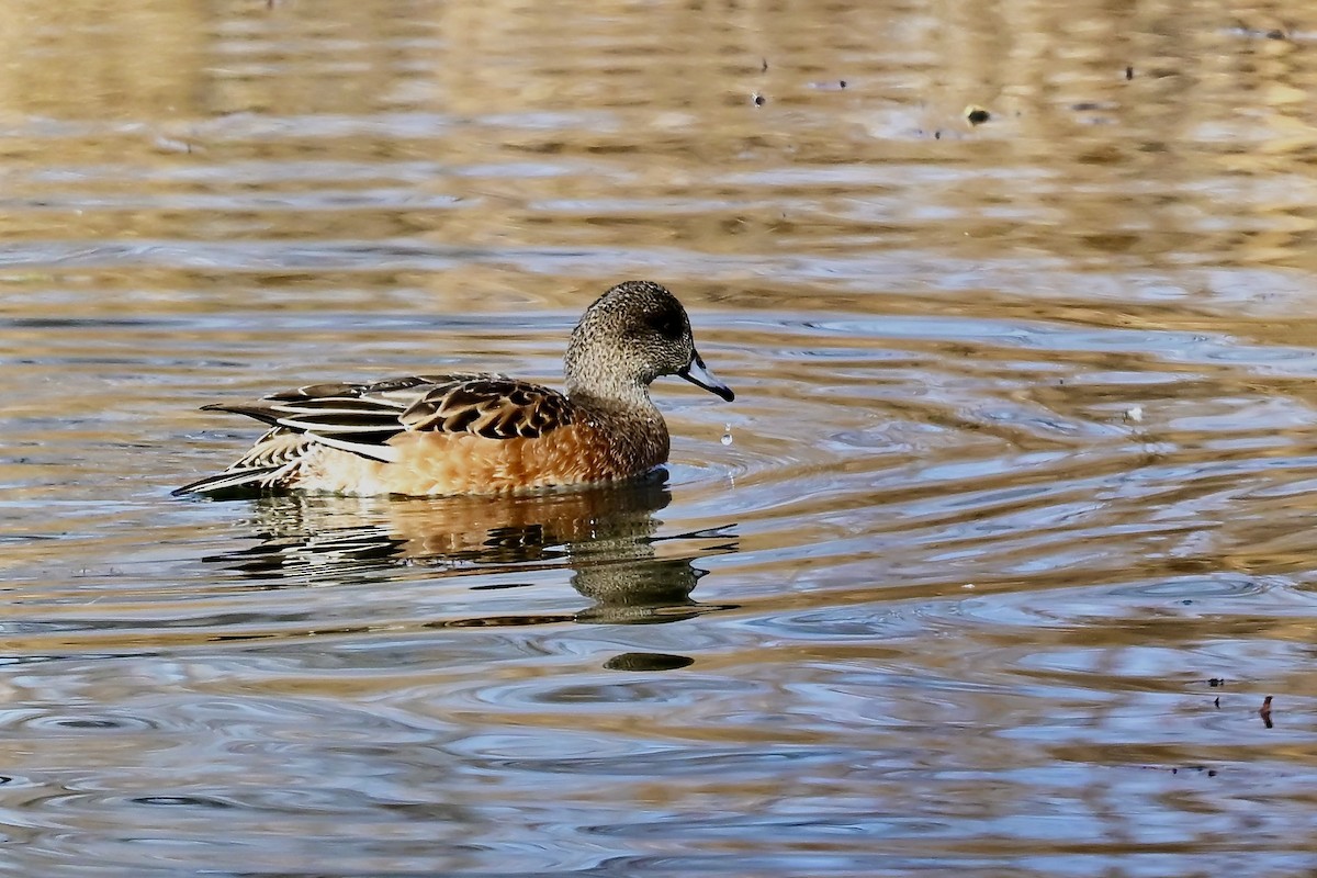 American Wigeon - ML645498664