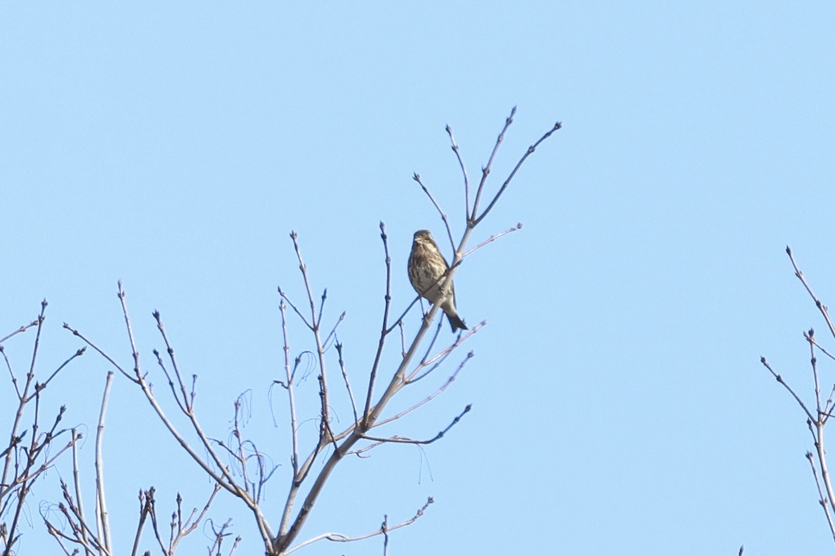 Purpurgimpel - ML645498671