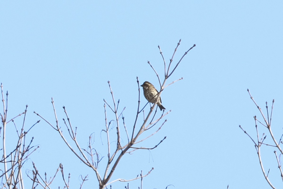 Purpurgimpel - ML645498672