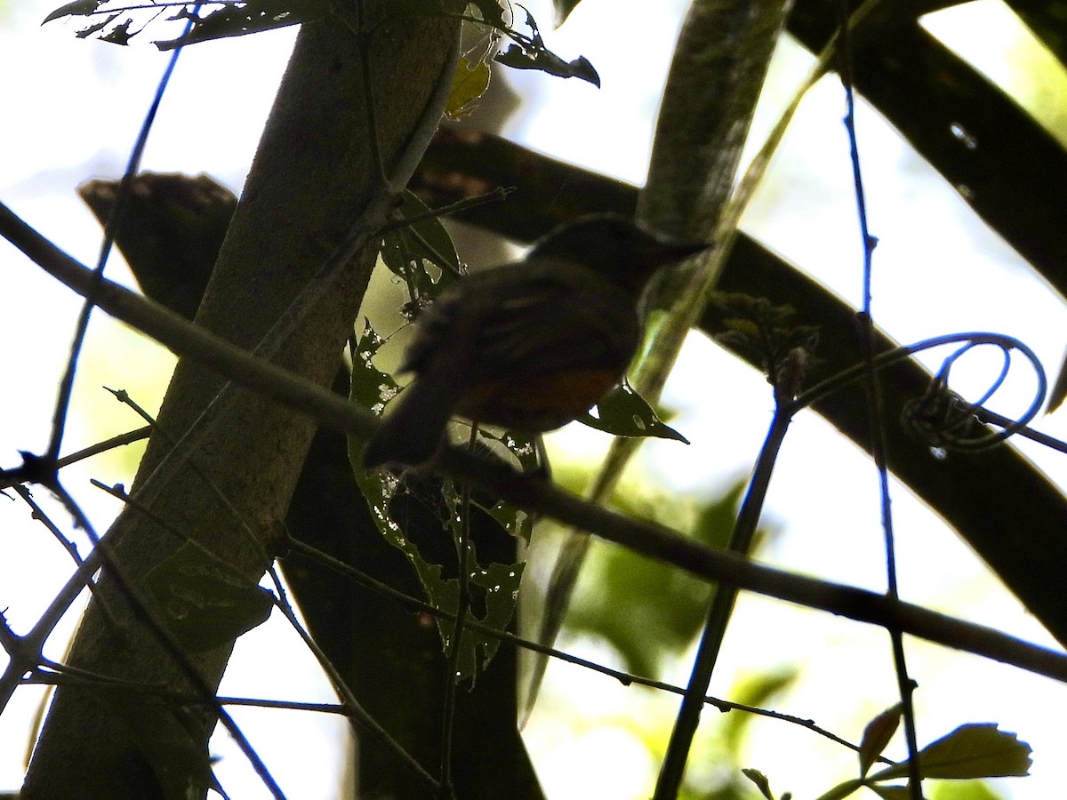 Grisin sombre - ML645498673