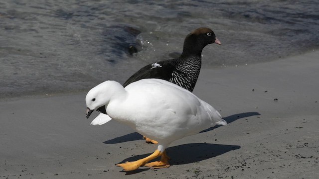 Kelp Goose - ML645498677