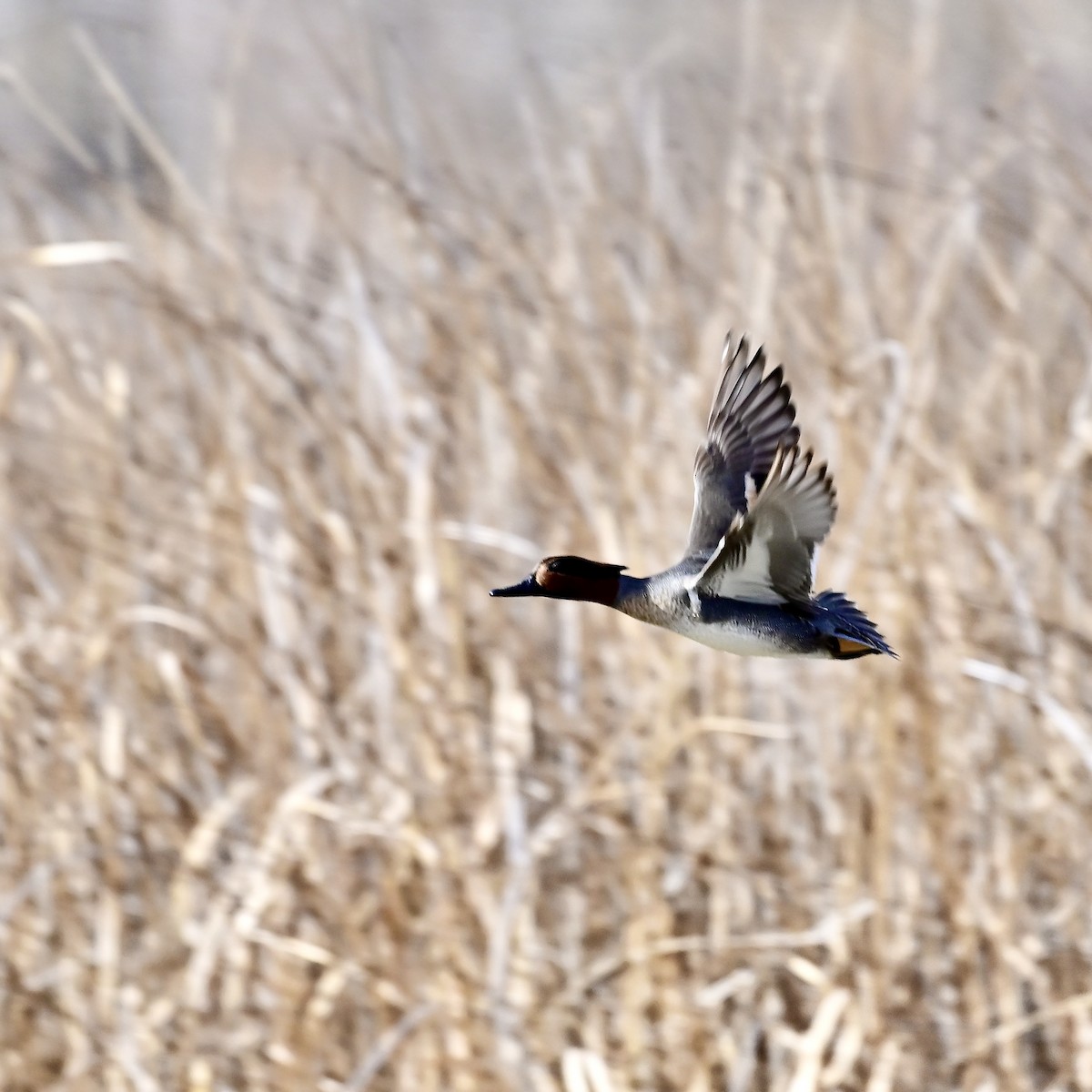 Green-winged Teal - ML645498692