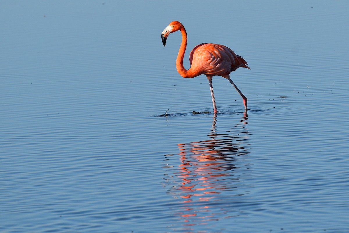 American Flamingo - ML645498730
