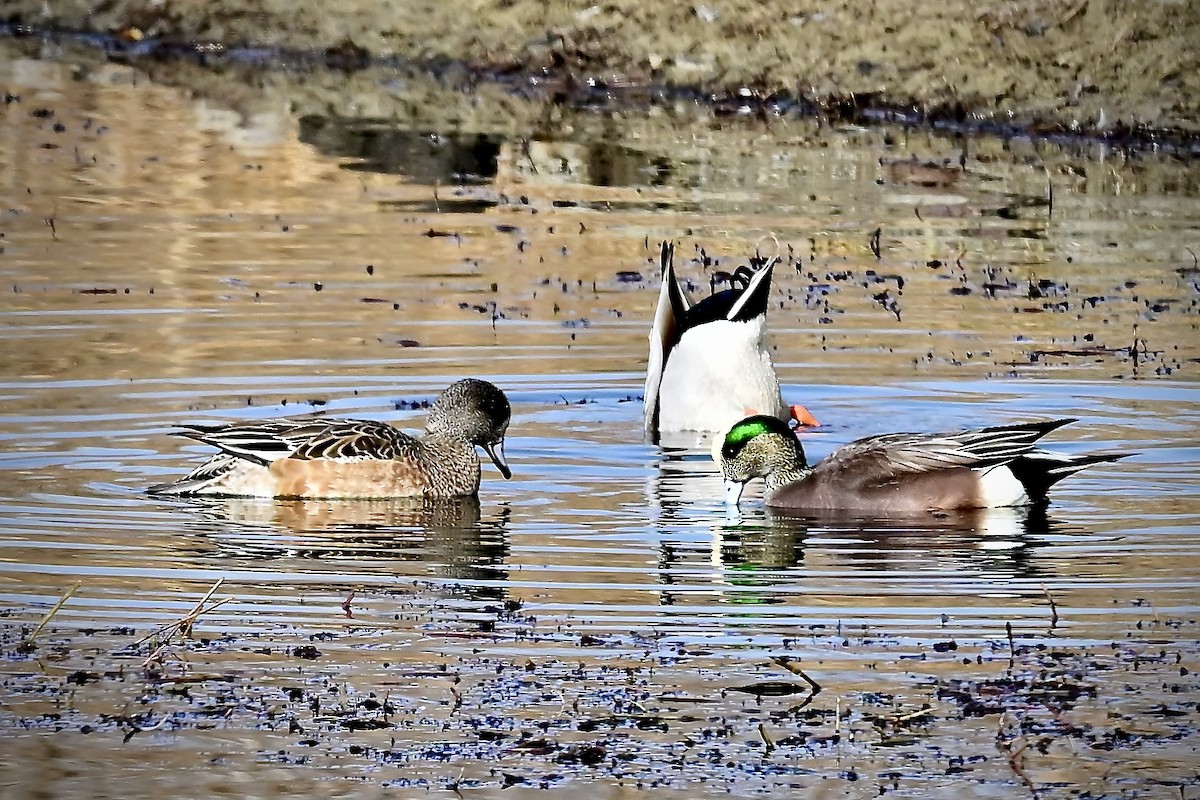 American Wigeon - ML645498731