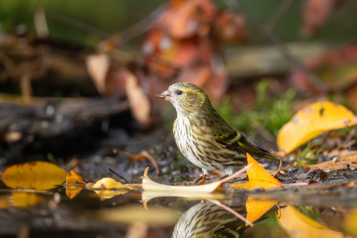 黃雀 - ML645498735