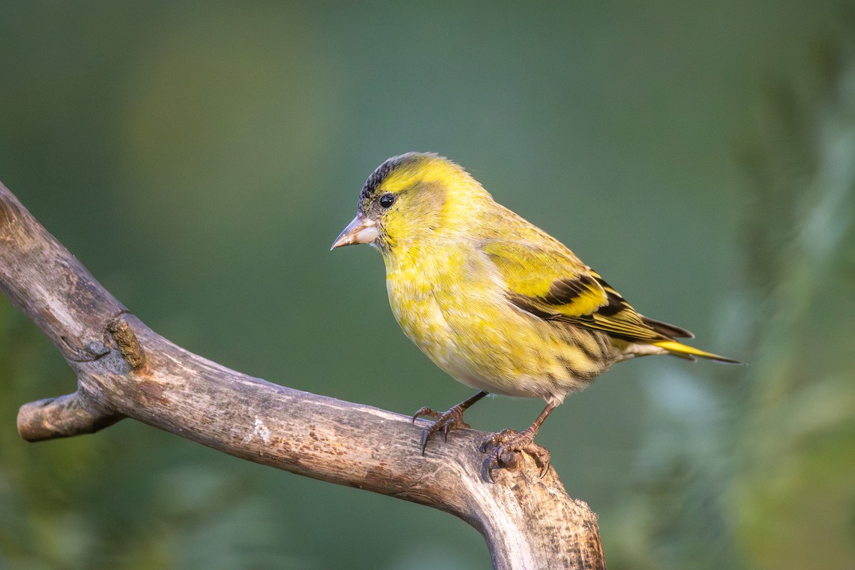 黃雀 - ML645498736