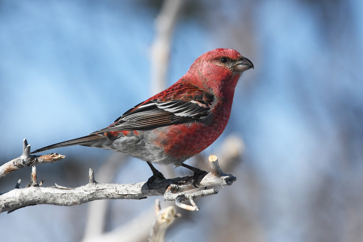 Pine Grosbeak - ML645498738