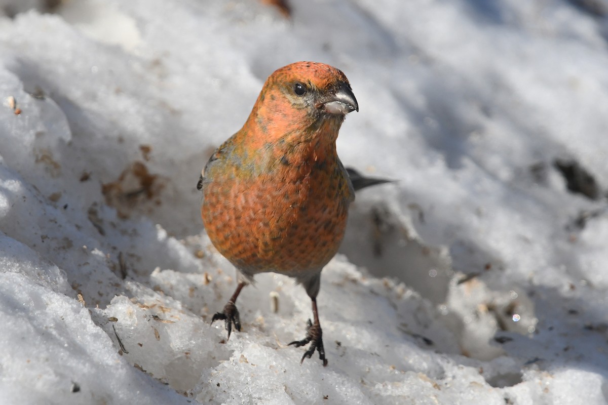 Pine Grosbeak - ML645498746
