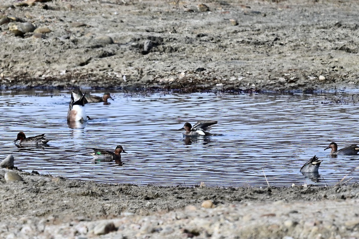 Green-winged Teal - ML645498748