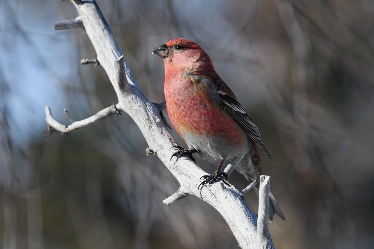 Pine Grosbeak - ML645498750