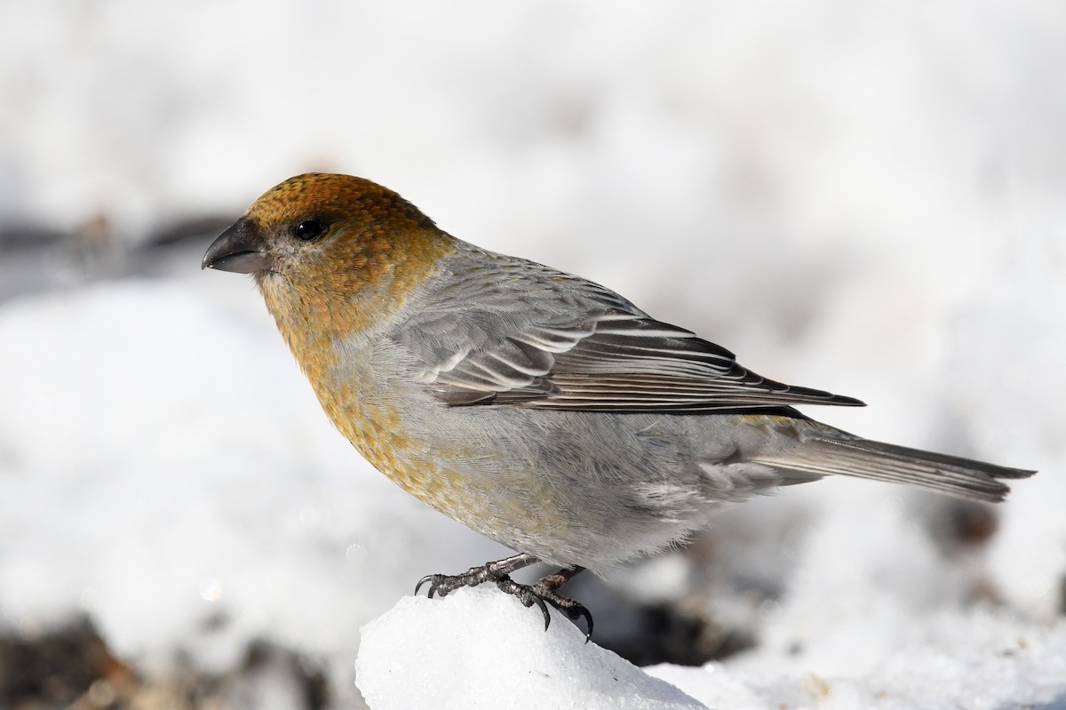 Pine Grosbeak - ML645498755