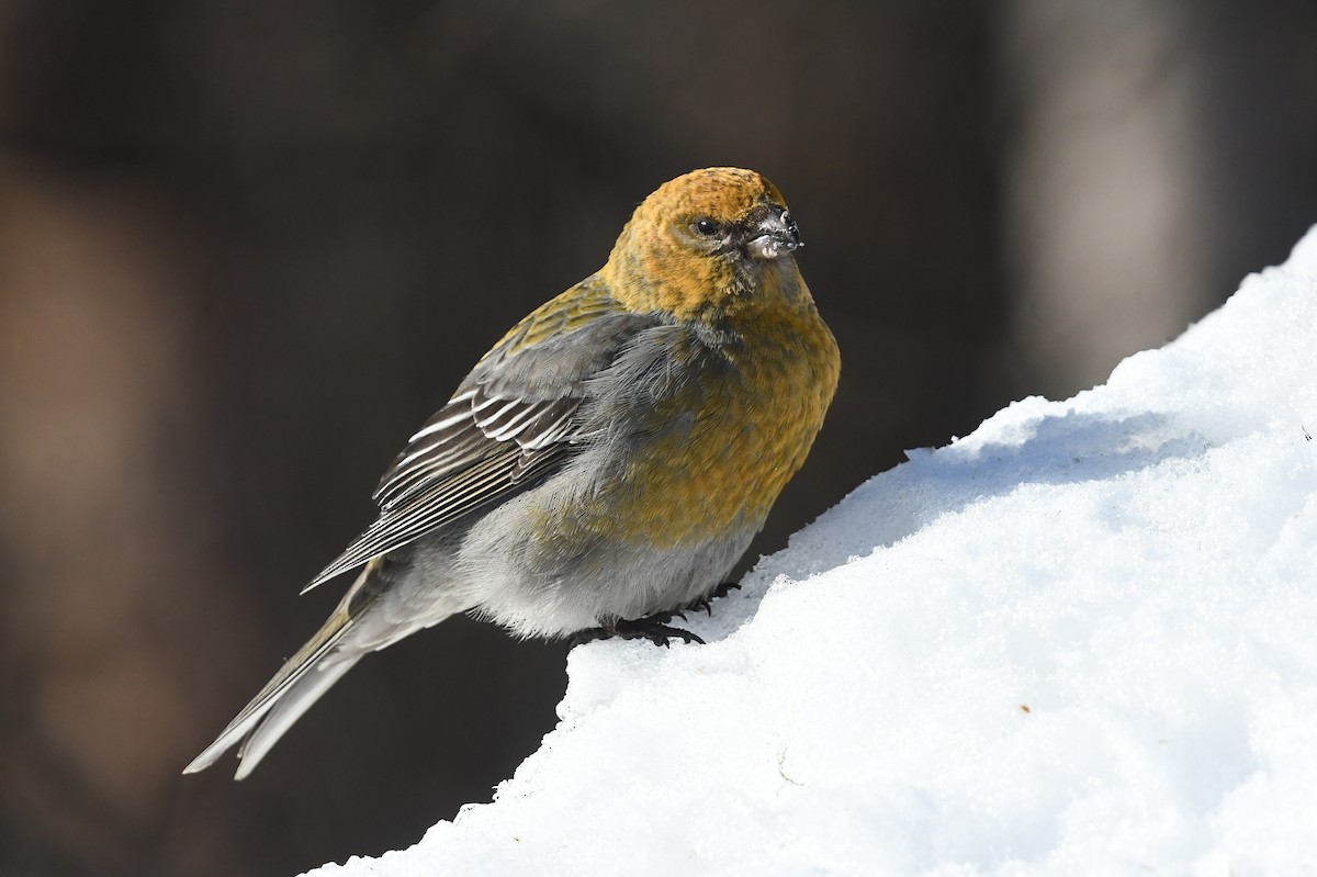 Pine Grosbeak - ML645498757