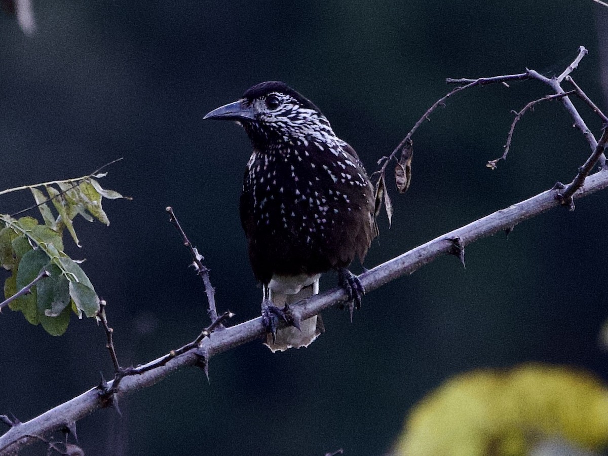 ořešník východoasijský - ML645498759