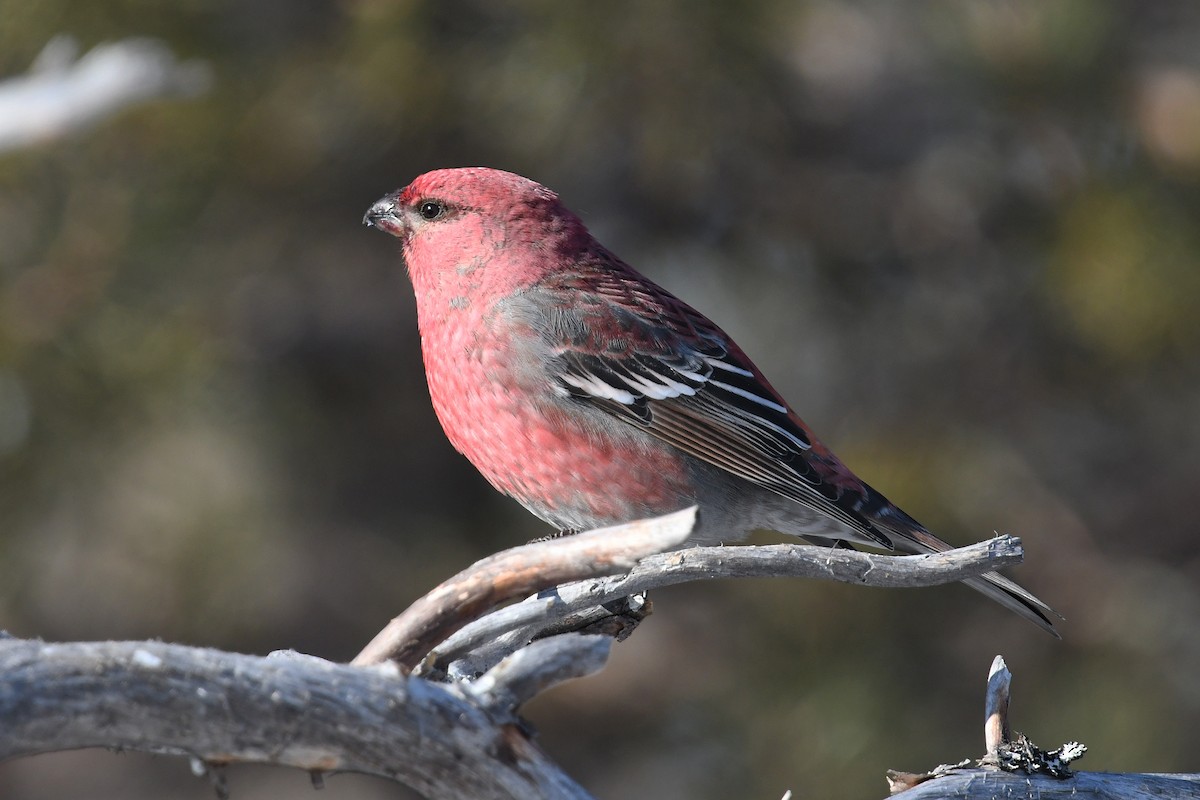 Pine Grosbeak - ML645498764