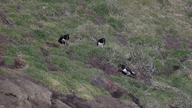 Magellanic Oystercatcher - ML645498766