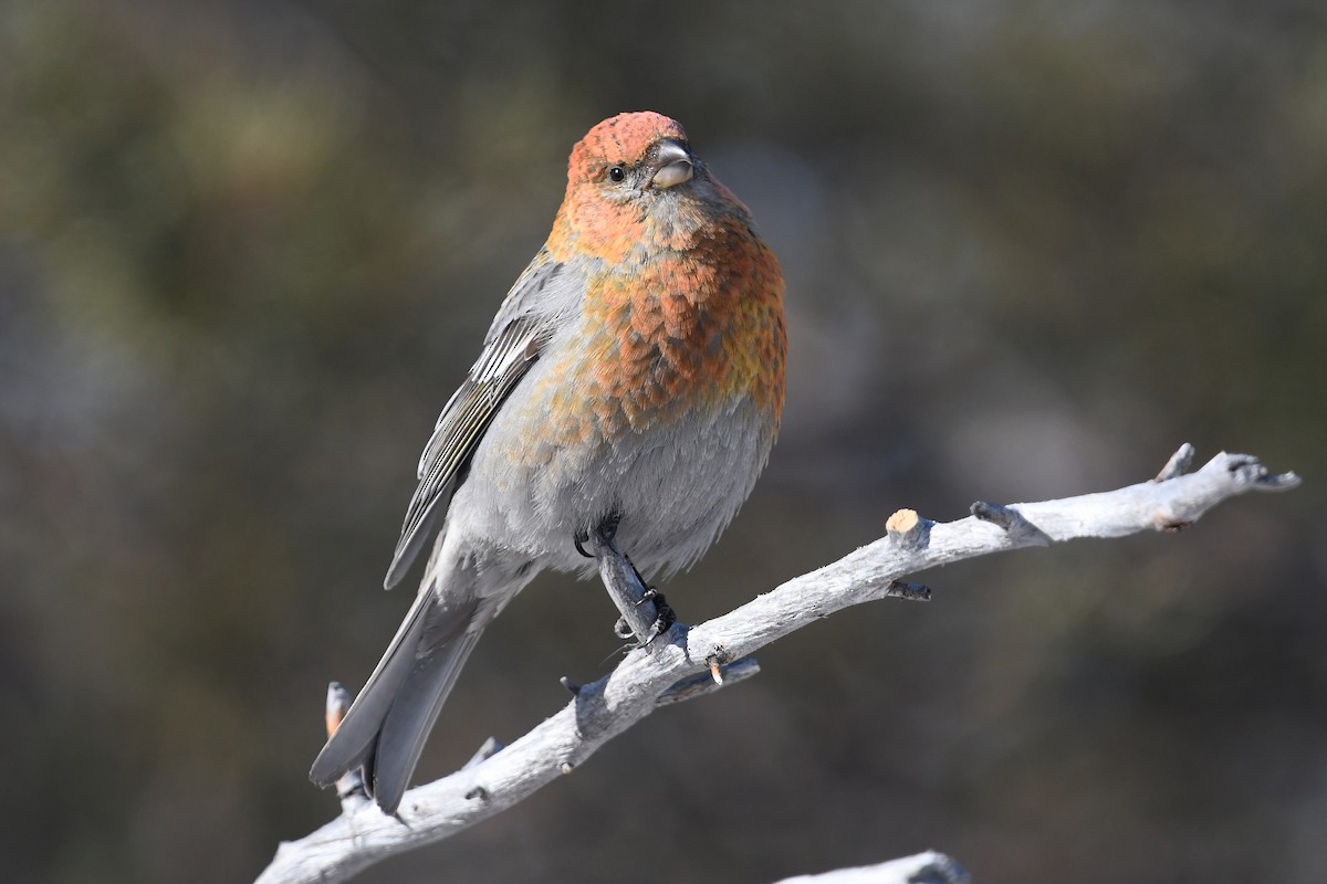 Pine Grosbeak - ML645498779