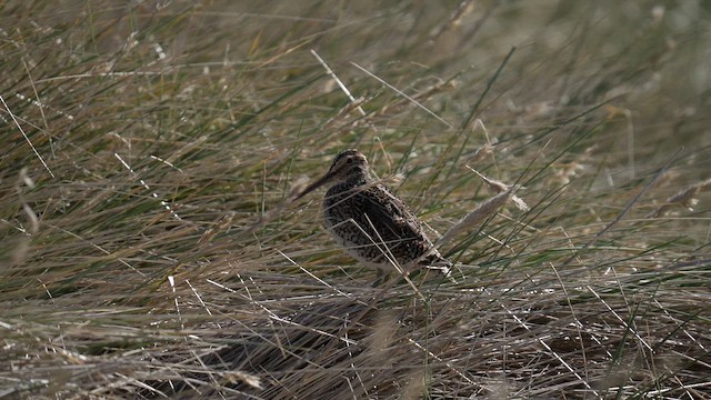 Magellanic Snipe - ML645498786