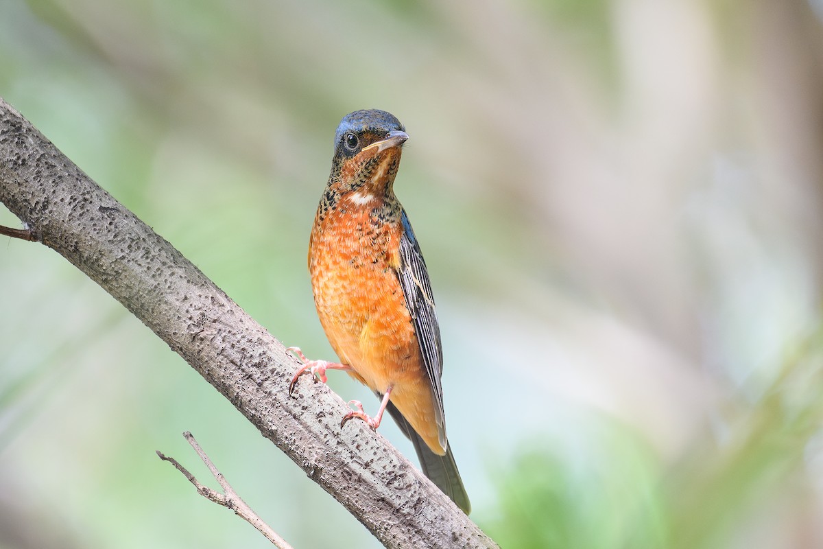 White-throated Rock-Thrush - ML645498787