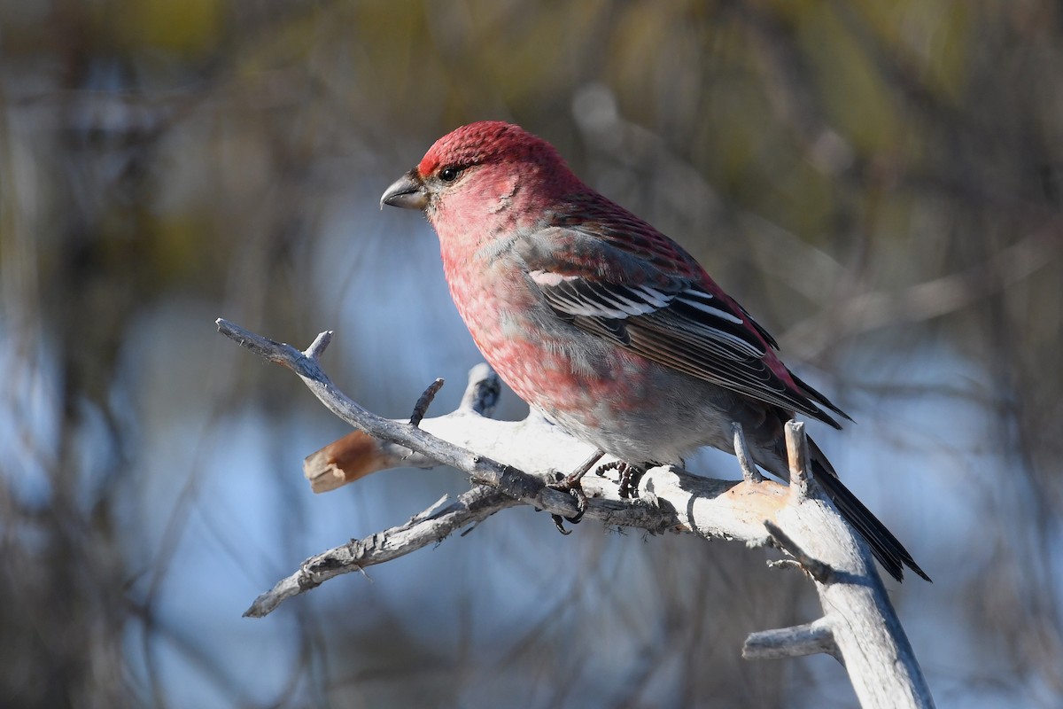 Pine Grosbeak - ML645498797