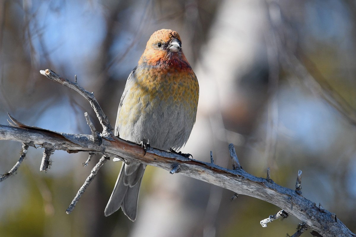 Pine Grosbeak - ML645498813