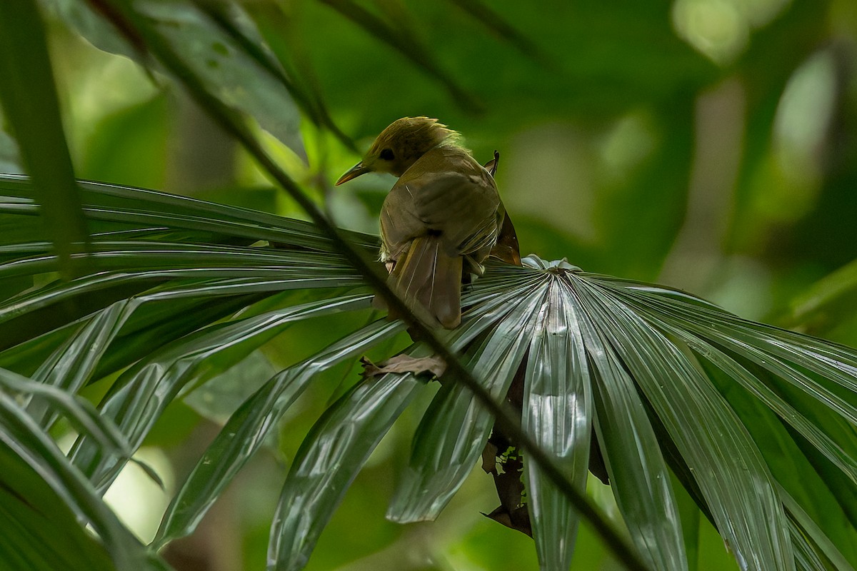ML645498819 - Tawny Straightbill - Macaulay Library